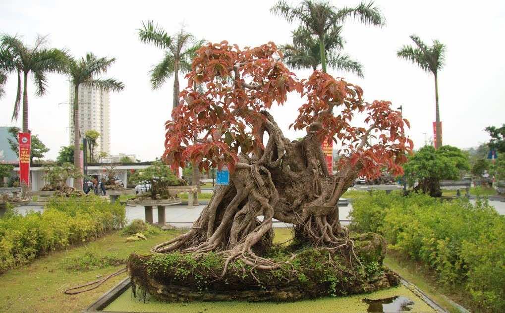 Cây sộp đỏ bonsai