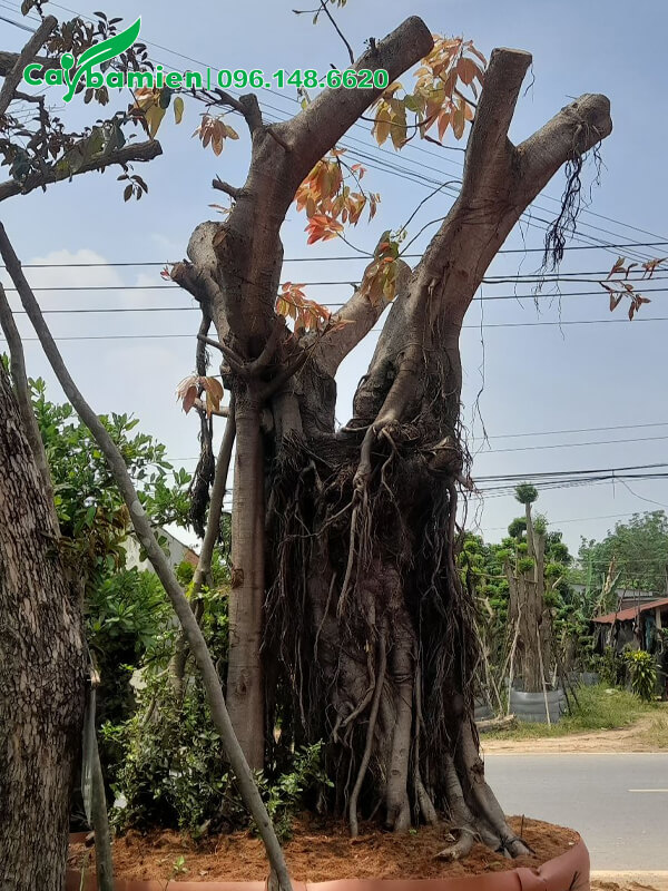 Một cây Sộp kiểng gốc lớn, đường kính 1m
