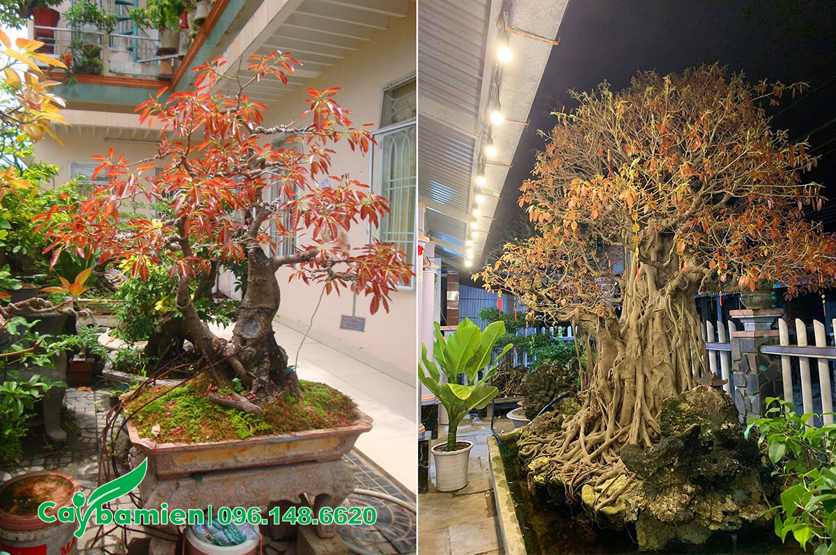 Những cây Sộp lá đỏ hay còn gọi là cây Túc tạo dáng bonsai đẹp, trồng trong sân vườn biệt thự