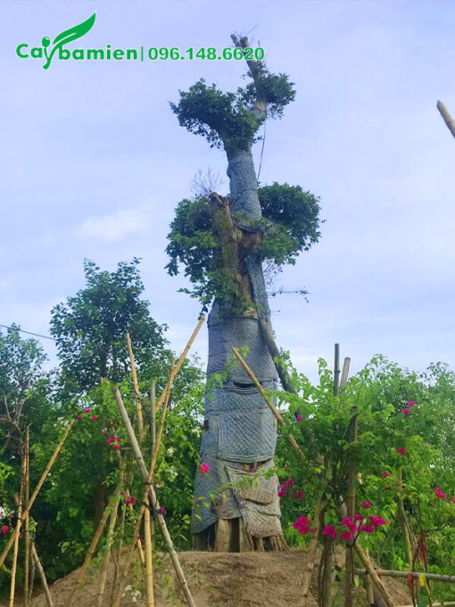 Sộp dâm ủ thân được cuốn chăn bông và vải dày để giữ ẩm