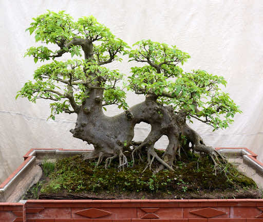 Cây sung bonsai