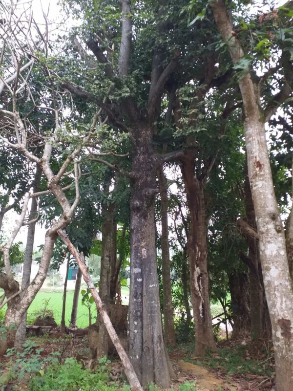 Cây thị