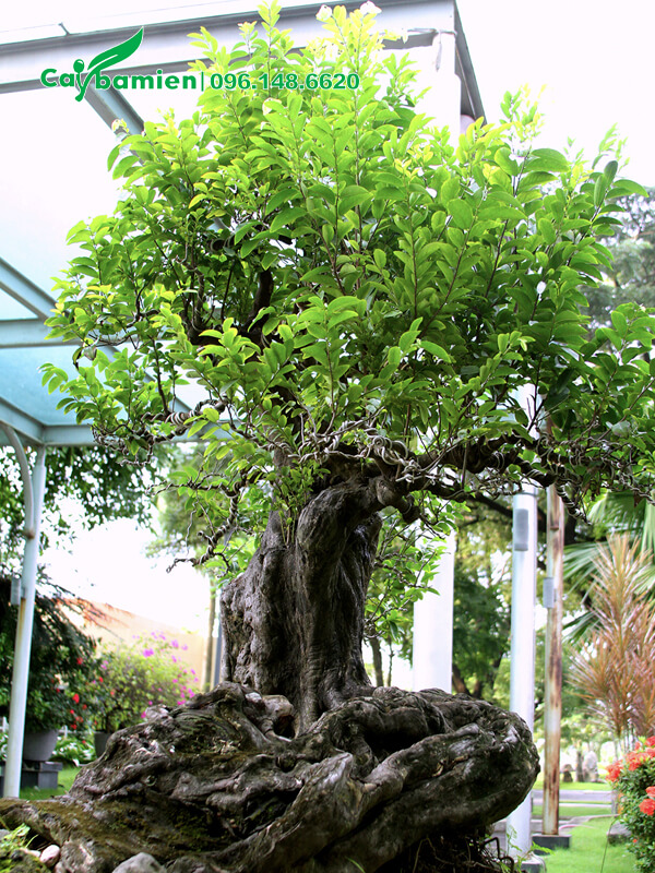Chậu bonsai Thị Thơm cổ