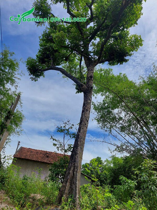 Một cây quả Thị lâu năm, cao 6m, thân thẳng cao vút