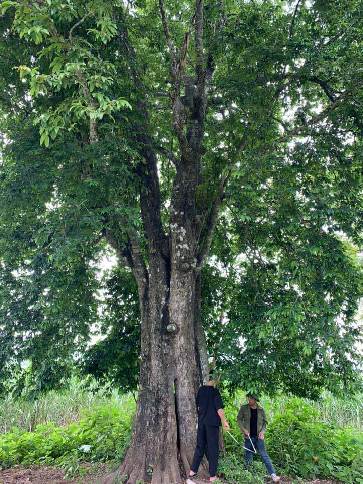 Thị là loại cây thân gỗ lâu năm