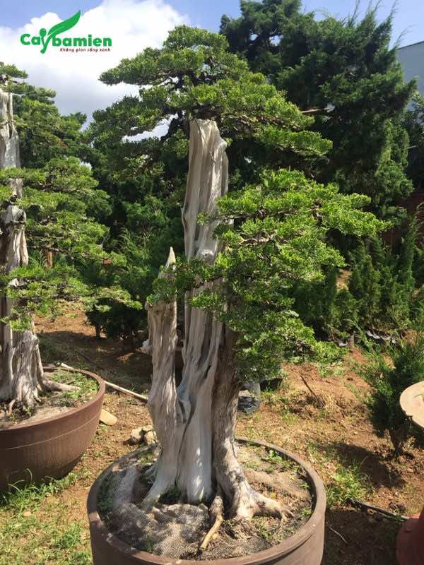 Cây trắc bá diệp bonsai lâu năm, có tạo dáng đẹp