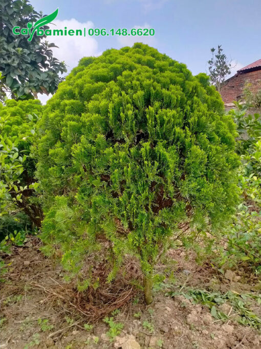 Cây trưởng thành, tỉa tán tròn đẹp