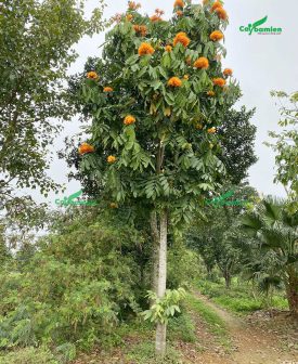 Cây vàng anh cao lớn, đã cho hoa tại vườn của Cây Ba Miền