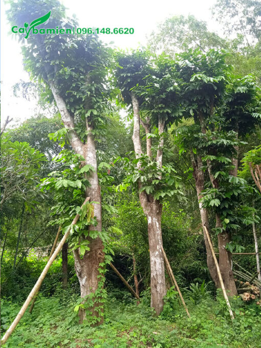 Vàng Anh gốc khủng, đk gốc 25 - 30cm