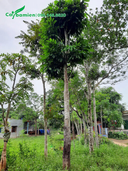 Mua bán cây Vàng Anh chiều cao 5m