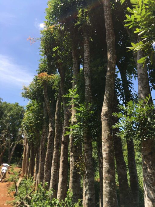 Cây xà cừ