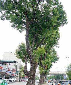 Cây xà cừ