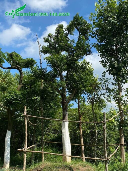 Quét vôi lên thân cây để phòng sâu đục thân và một số loại sâu bệnh hại