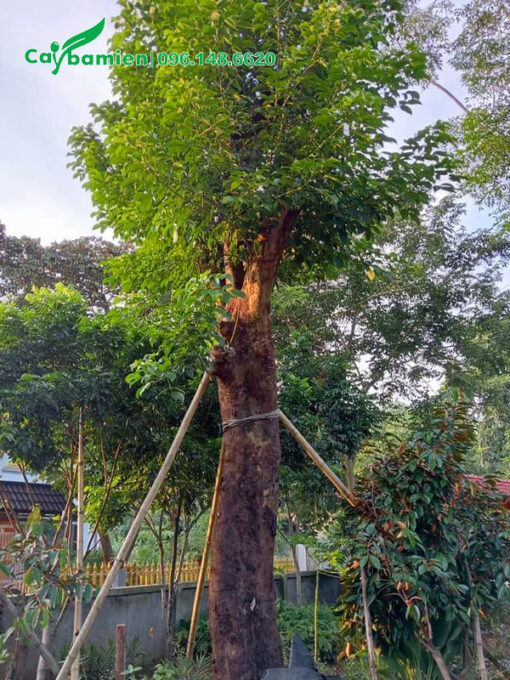 Cây Nhội cổ thụ vanh 150