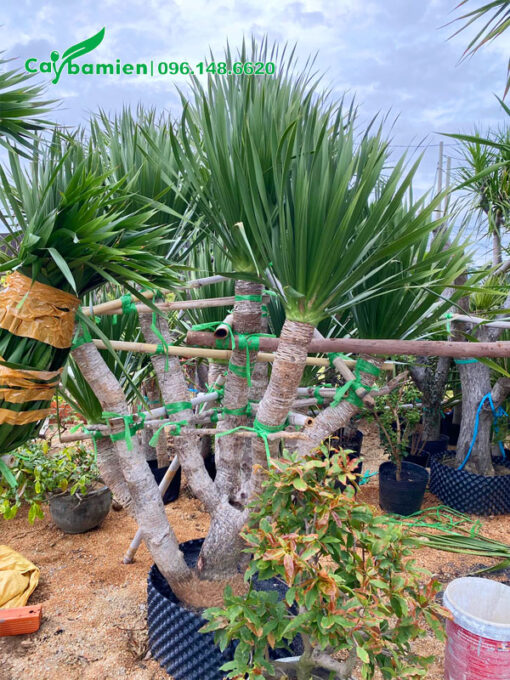 Cây Phát Tài Núi phân cành đẹp, cao gần 2m