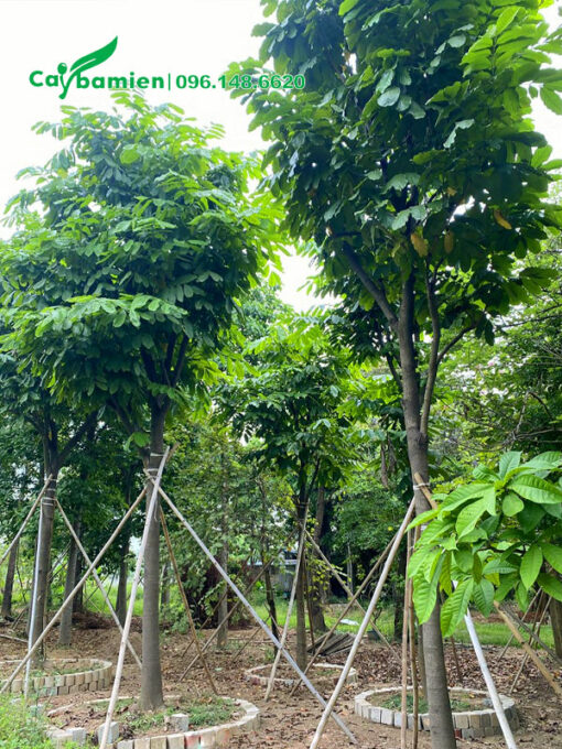 Trồng số lượng lớn và chống cọc chắc chắn cho cây vàng anh