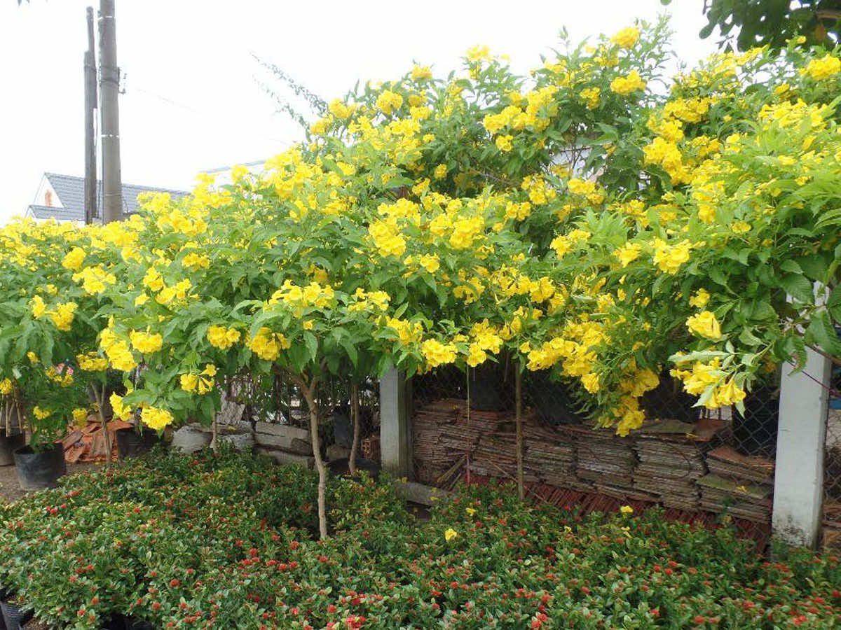 Cây chuông hoa vàng phong thủy