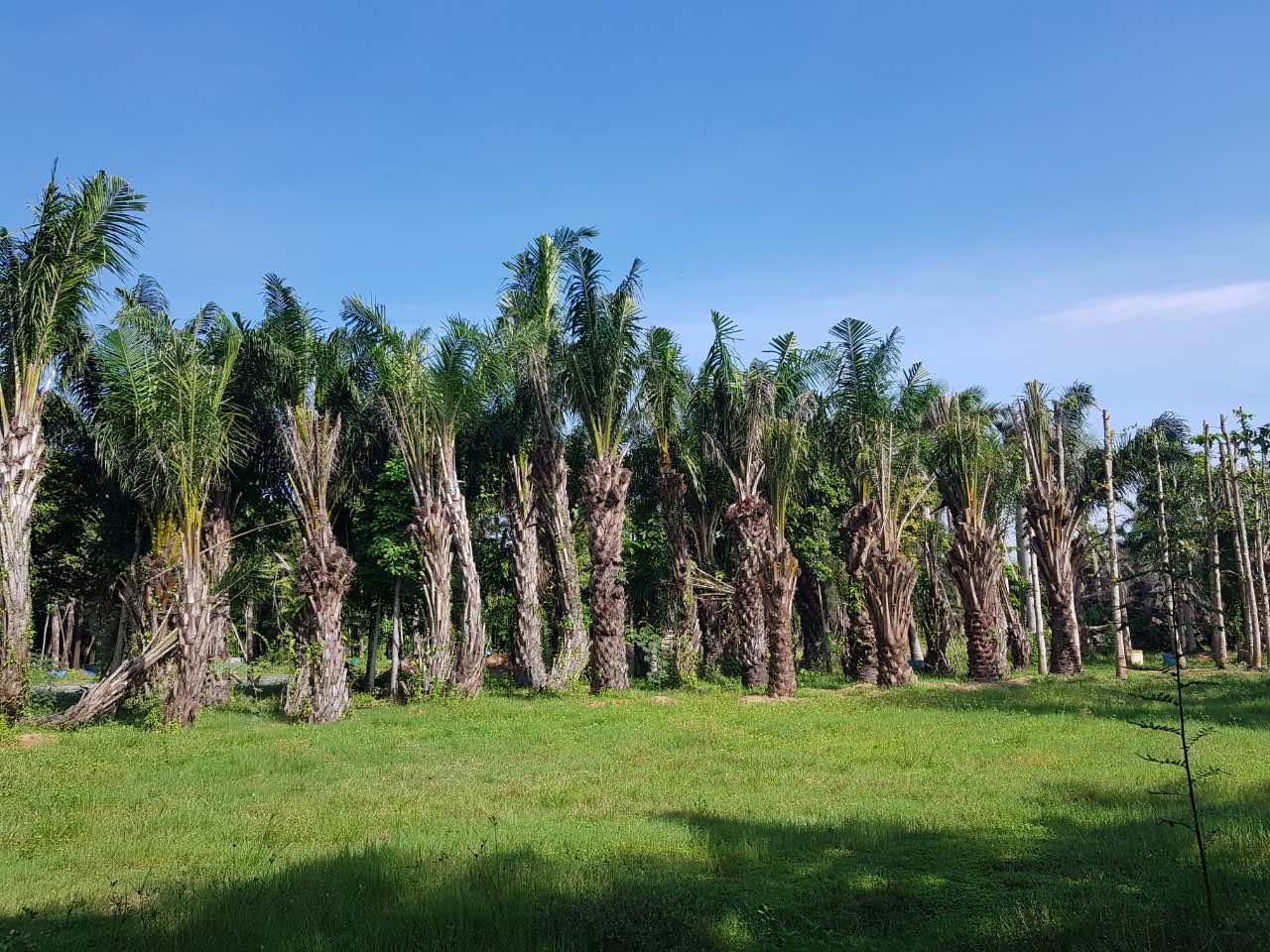 Cọ dầu công trình