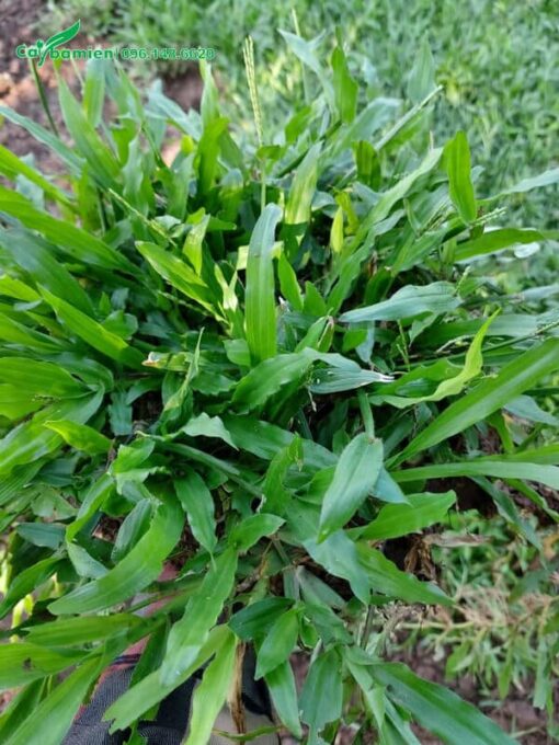 Cỏ lá gừng ta lá dài, màu xanh nhạt có vẻ đẹp vô cùng tươi tắn