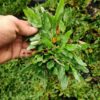 Hình ảnh cây cỏ lá gừng Thái Lan