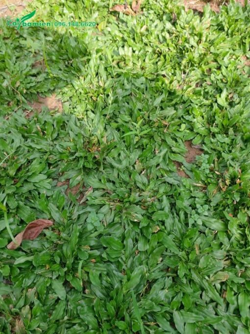Thảm cỏ lá gừng có khả năng chịu giẫm đạp tốt