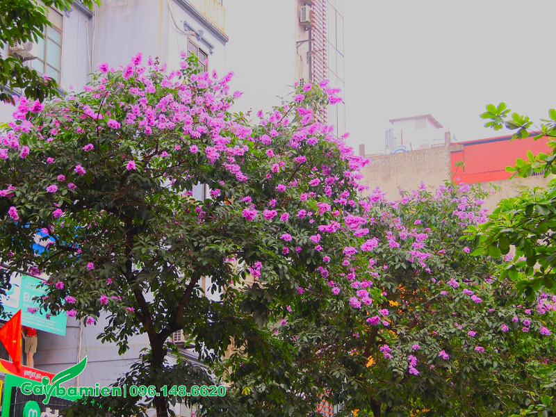Cây Hoa Bằng Lăng tím trồng trước nhà