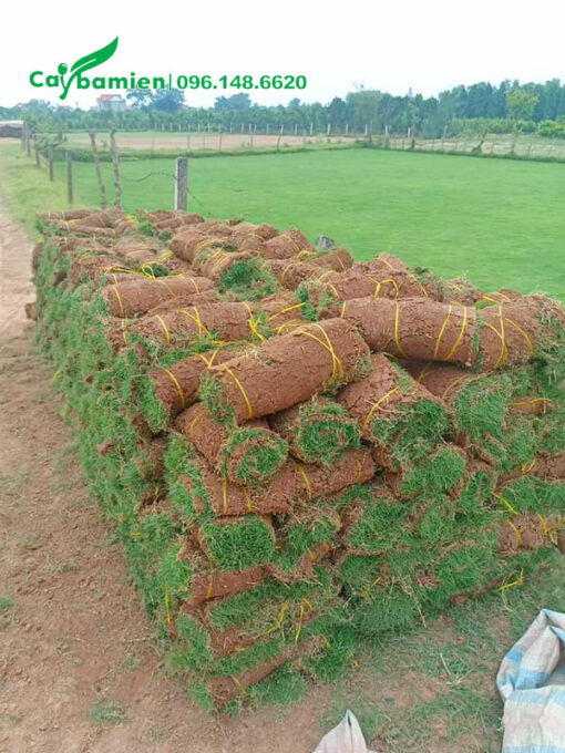 Cỏ nhung nhật giá rẻ, số lượng khoảng vài trăm mét