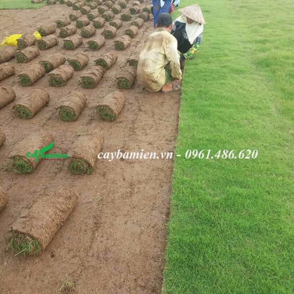 Thu hoạch cỏ Nhung Nhật cung cấp cho các công trình