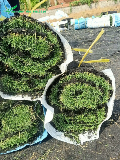 Cỏ Nhung Nhật được bọc kỹ chuẩn bị vận chuyển đến địa điểm trồng