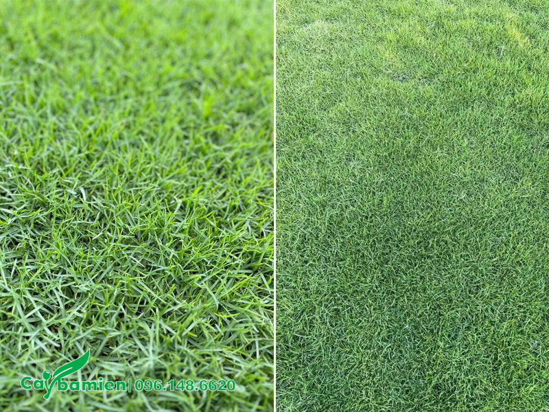 Thảm cỏ Nhung Nhật xanh đẹp, mềm như nhung