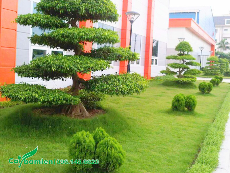 Thảm cỏ Nhung Nhật trồng trải thảm trong khuôn viên nhà máy