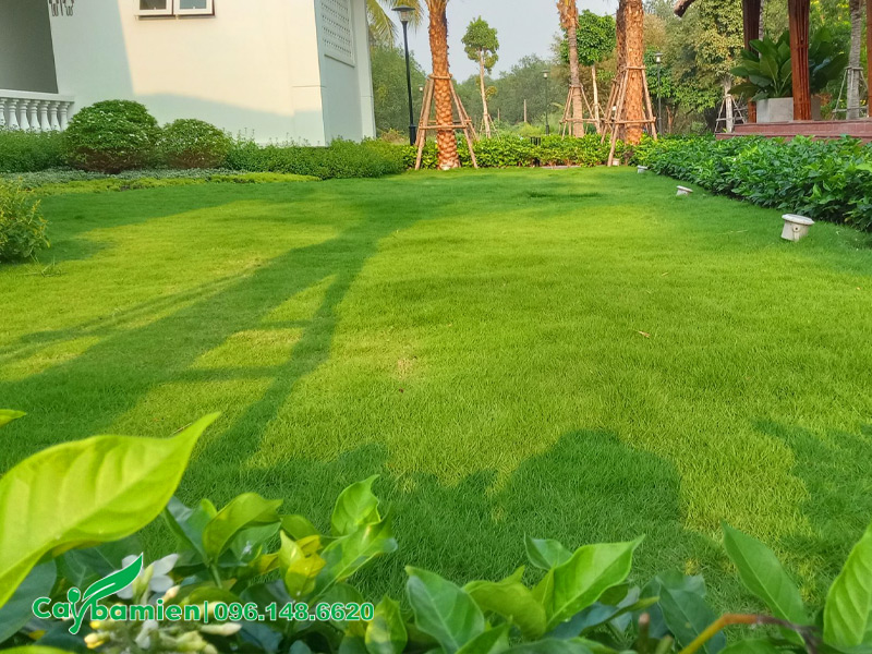 Cỏ nhung nhật trồng thảm, phủ nền