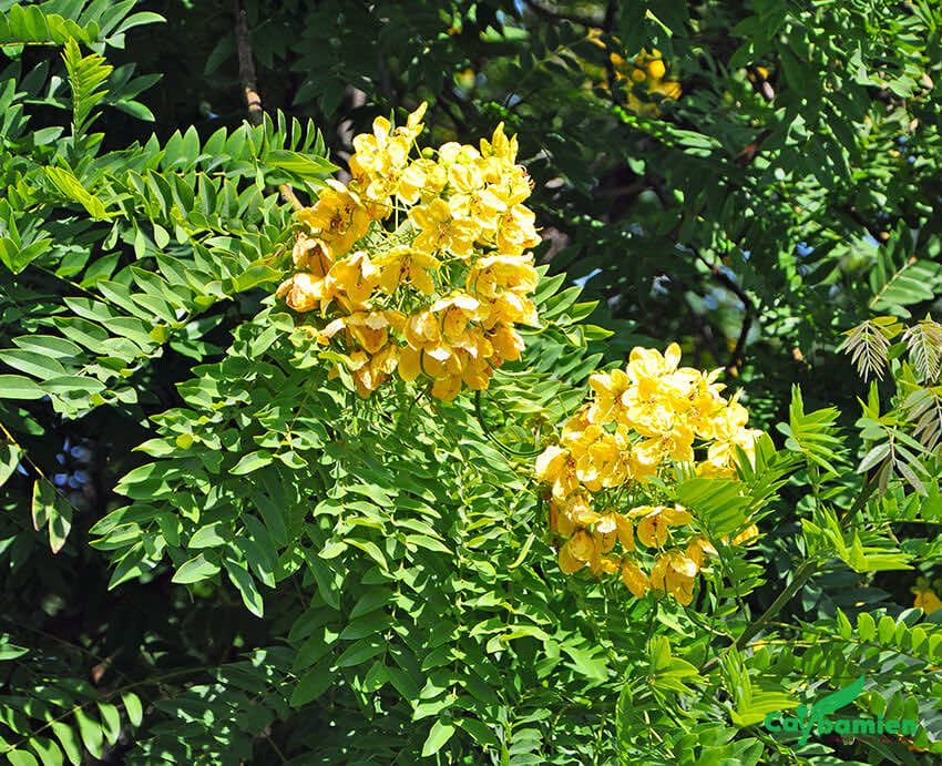 Cây Điệp Vàng được chiếu sáng tốt sẽ cho hoa đẹp và rực rỡ hơn