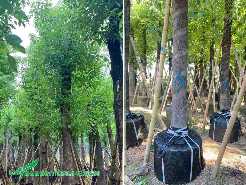 Hình ảnh cây Long Não công trình, thân cây thẳng đẹp