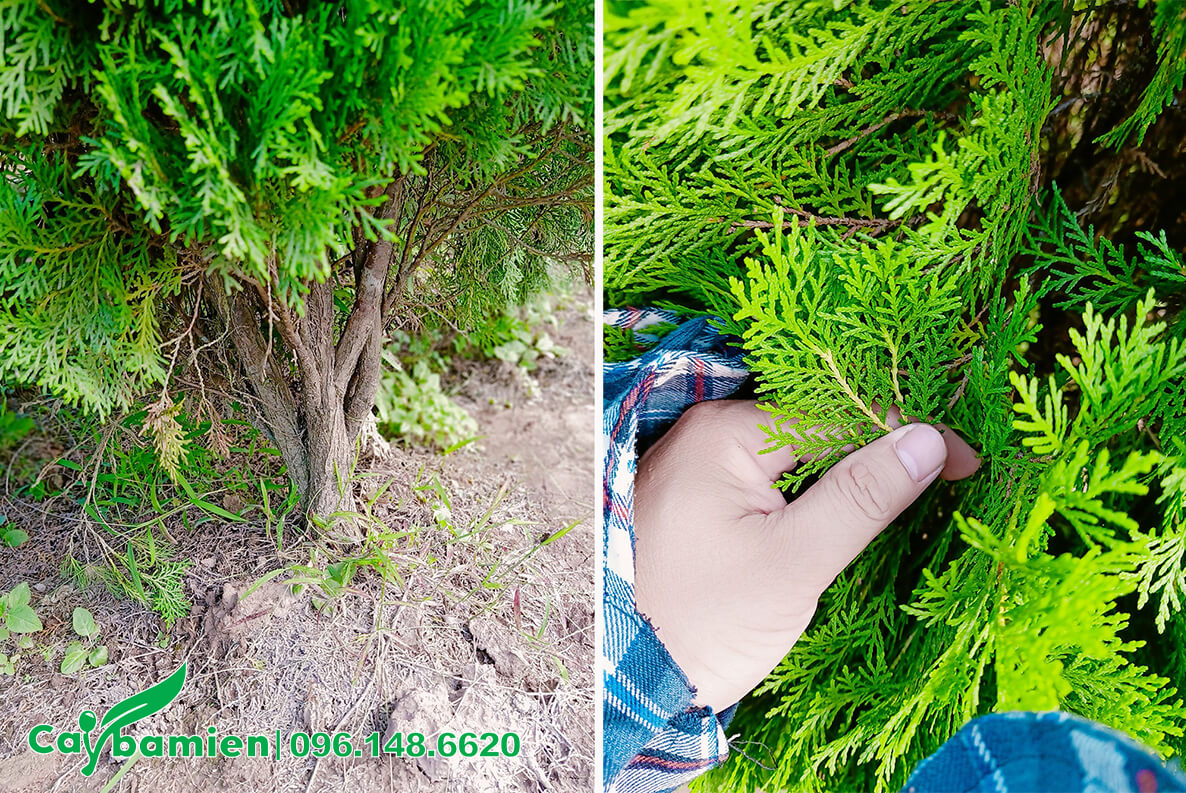 Gốc và lá cây Trắc Bách Diệp đường kính 3cm