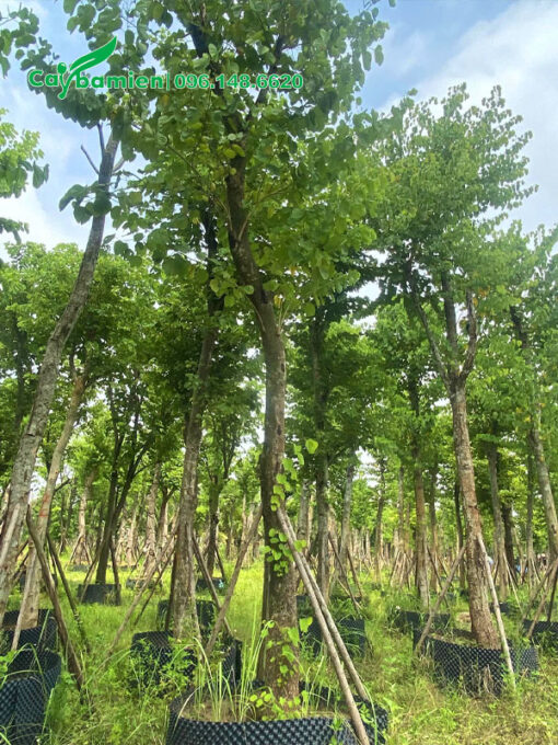 Cây Ban Tây Bắc lâu năm đang dâm ủ trong bầu nổi