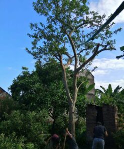 Cây ổi