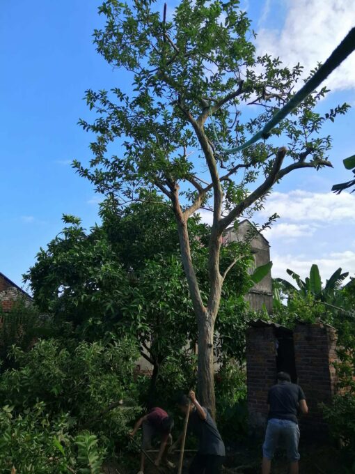 Cây ổi