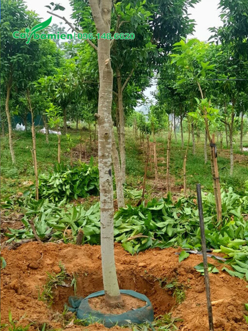Bứng bầu đất cây hoa ngọc lan đường kính gốc 10cm