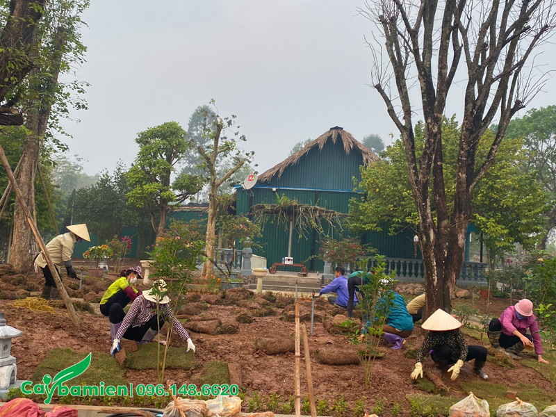 Trồng thảm cỏ nhung Nhật cho khuôn viên khu sinh thái