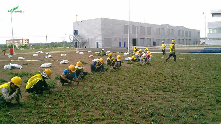Công nhân đang tiến hành trồng cỏ cho khuôn viên khu công nghiệp