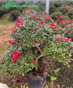 Hình ảnh cây đỗ quyên bonsai dáng 3 tầng ấn tượng