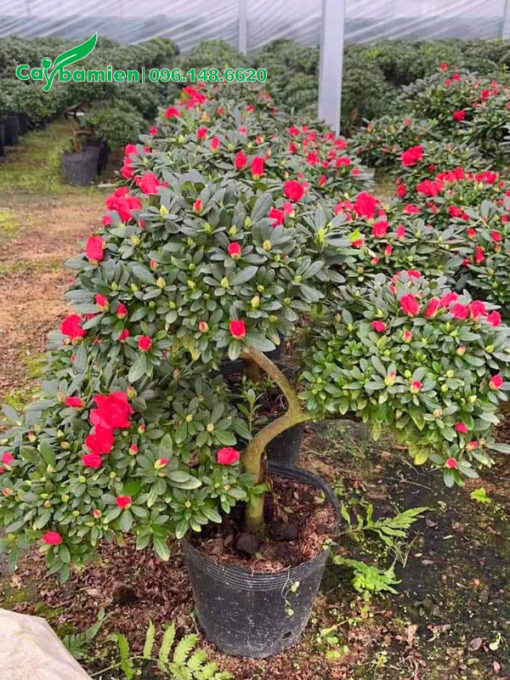 Hình ảnh cây đỗ quyên bonsai dáng 3 tầng ấn tượng