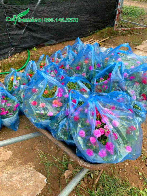 Đóng gói cây hoa Mười Giờ trong túi nilon