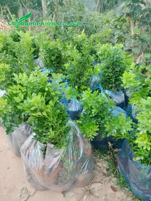 Ngâu giống đóng trong túi nilon, 10 cây 1 bịch