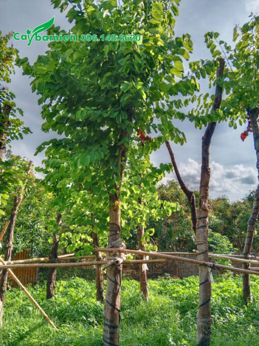 Dưỡng ủ cây ban tây bắc lâu năm