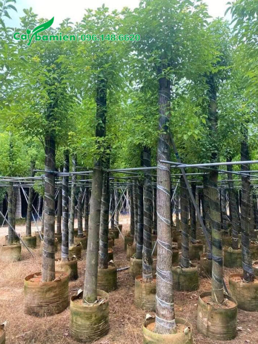 Vườn Long Não dưỡng bầu, thân thẳng, cao 4m