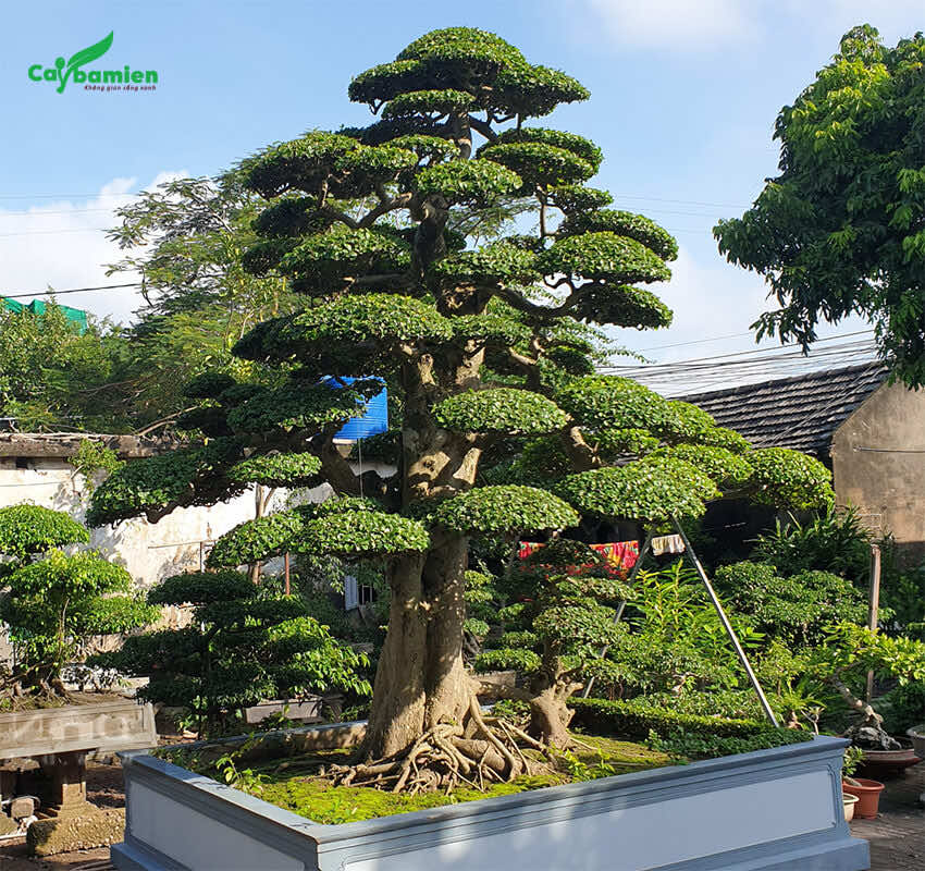 Chậu cây Duối cảnh bonsai đẹp, giá trị lên đến cả tỷ đồng