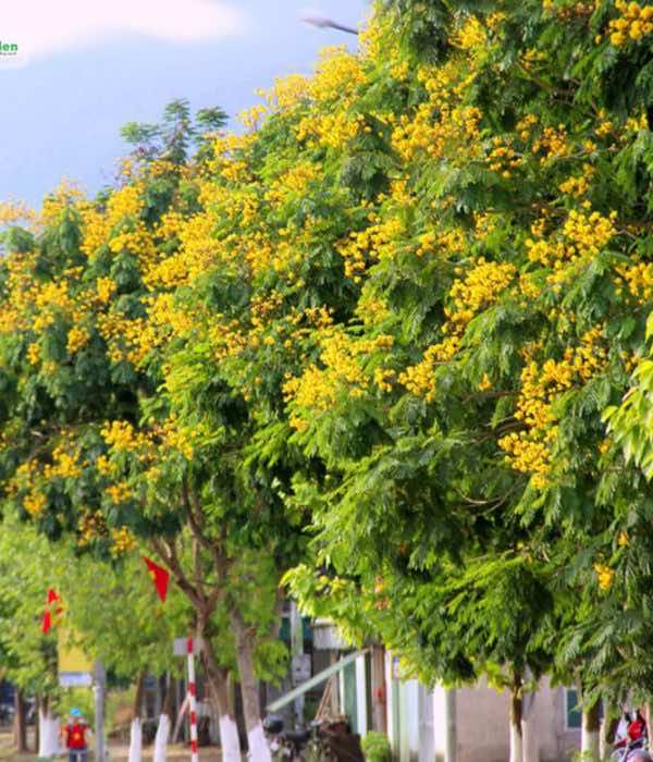 Những hàng điệp vàng nở hoa rực rỡ tô điểm cho đường phố