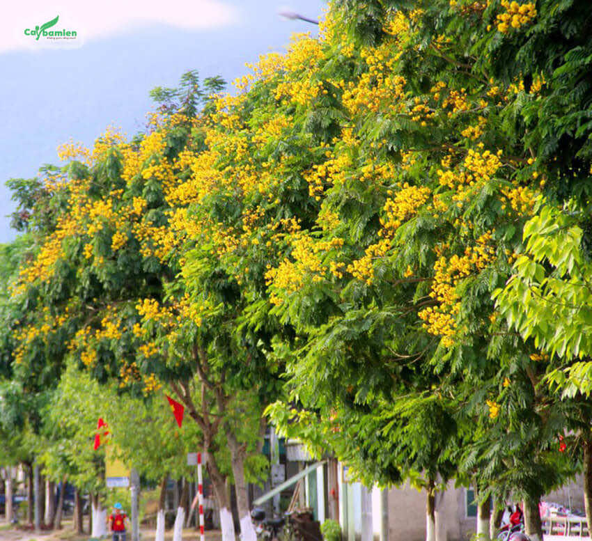 Những hàng điệp vàng nở hoa rực rỡ tô điểm cho đường phố